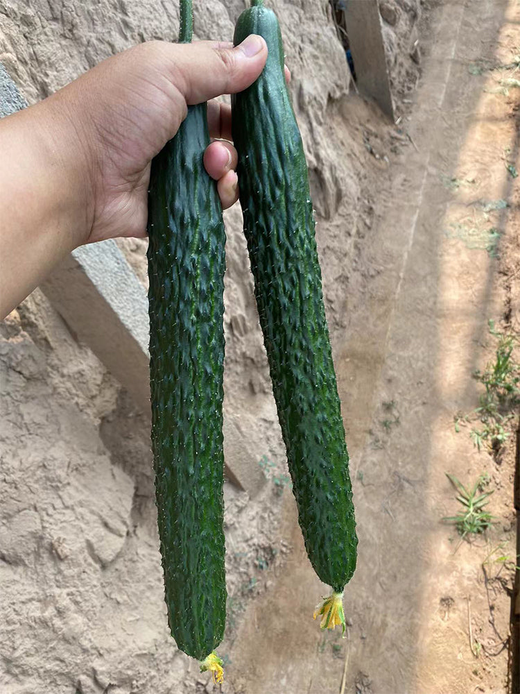 'Boya 816' Cucumber