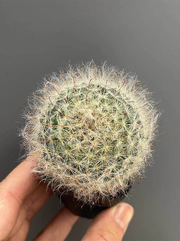 Mammillaria bocasana