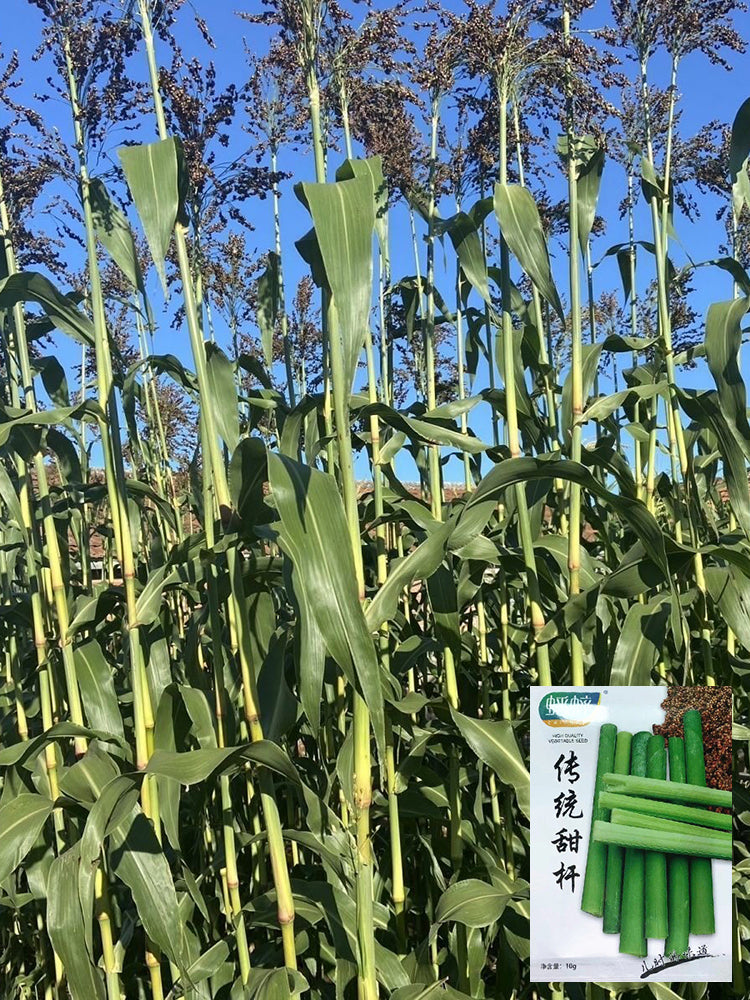 Traditional Sweet Sorghum