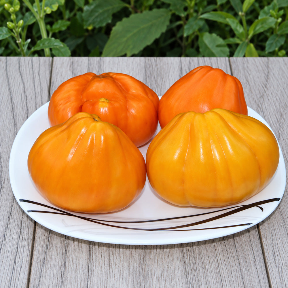 380 Zheltye Torbochki Tomato