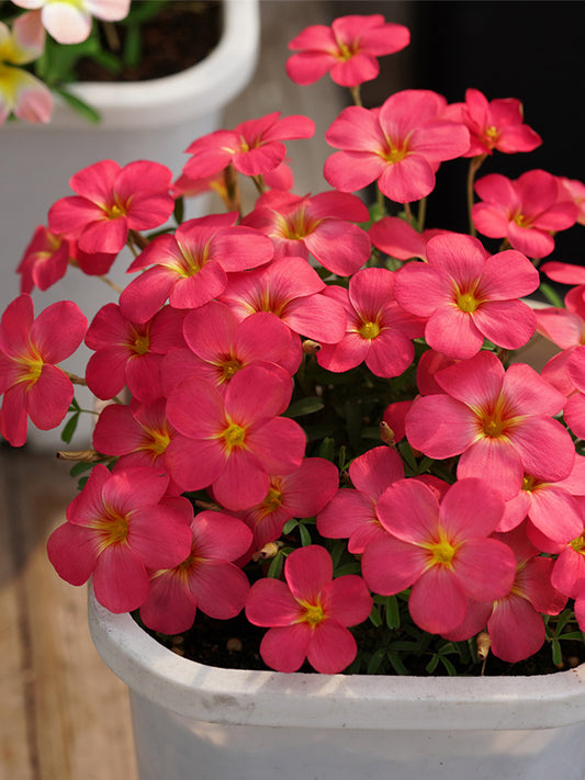 Oxalis obtusa Series Bulb - 'Grapefruit'