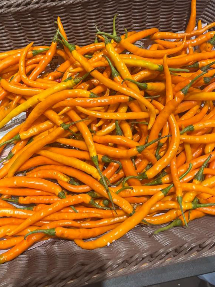 Yellow Spicy Girl Line Pepper