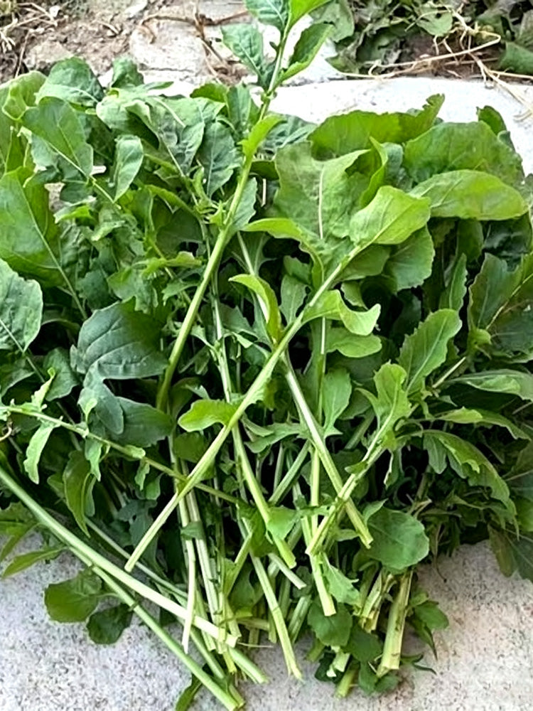 Large Leaf Arugula