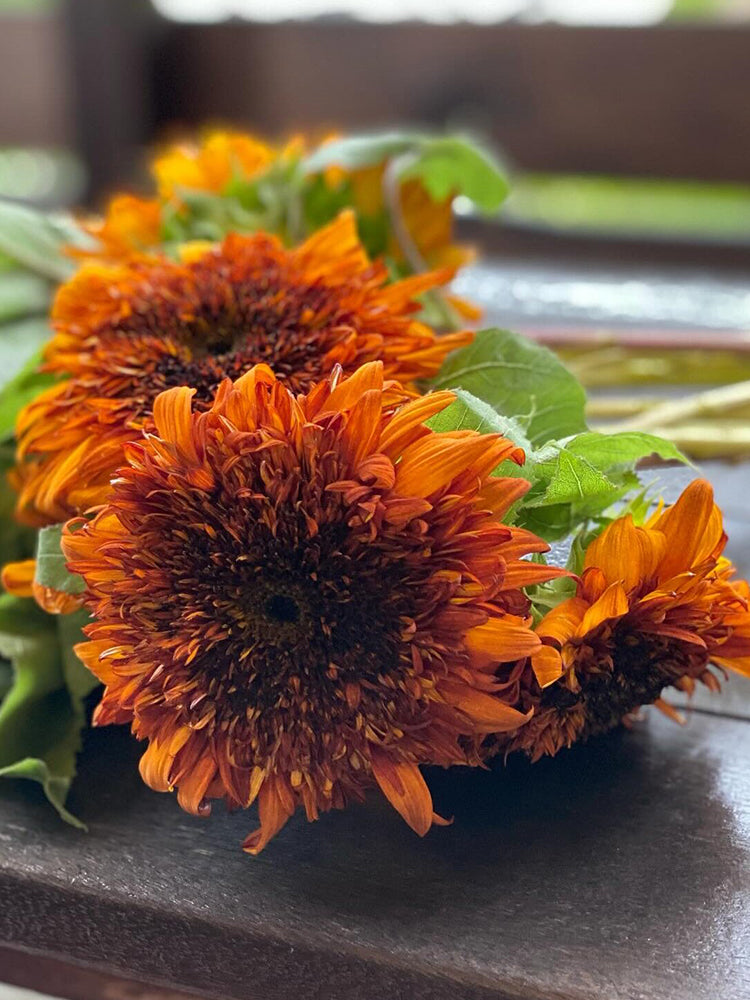 Chiyan Little Bear Sunflower