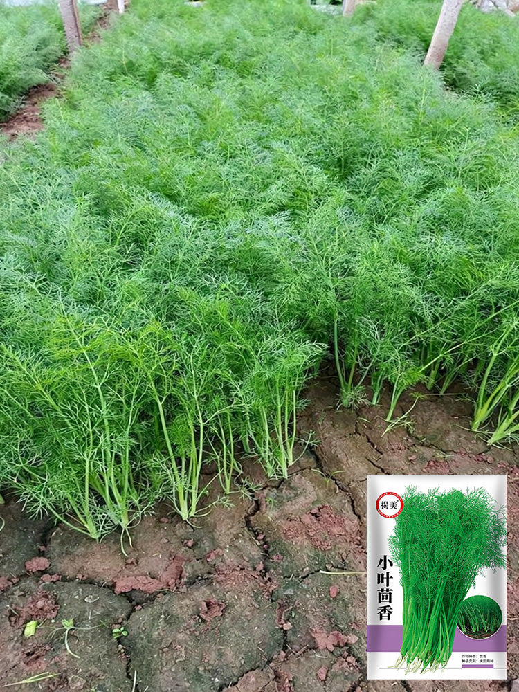 Small Leaf Fennel