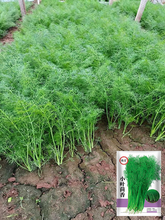 Small Leaf Fennel