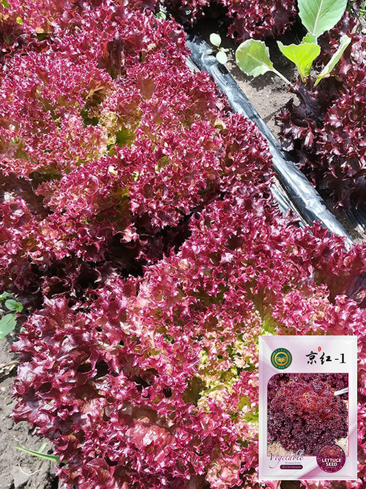 'Jinghong-1' Loose-leaf Lettuce