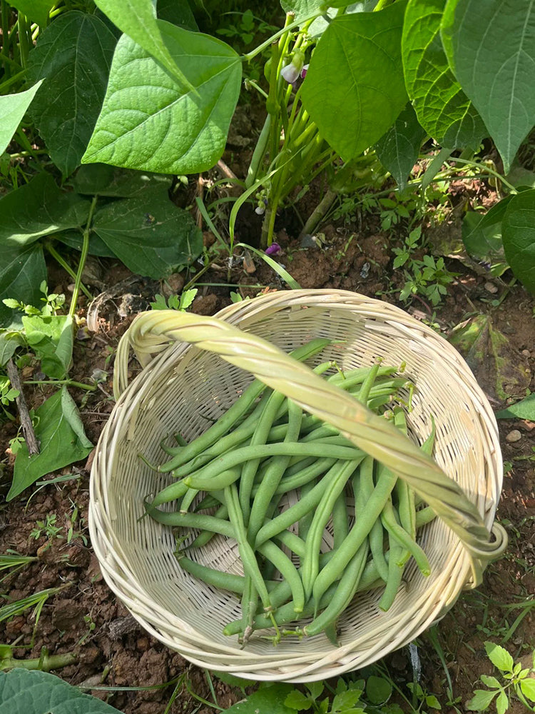 'Jiemei No. 8' Bush Bean