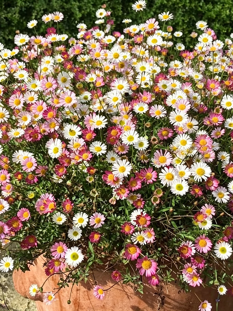 Mexican Fleabane