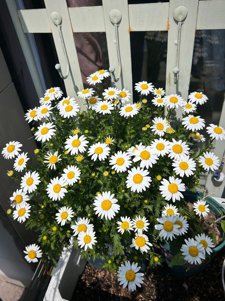 White Crystal Daisy