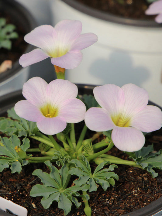 Oxalis flava Series Bulb - 'Pink Form'
