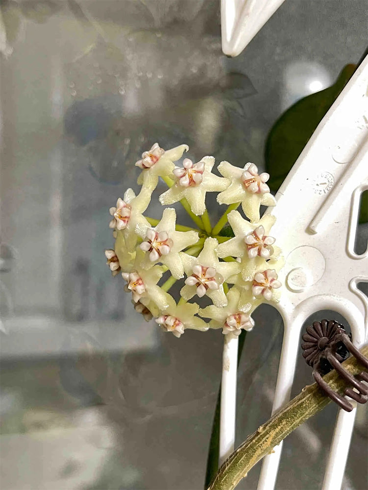 Hoya latifolia Unrooted Stem Cuttings