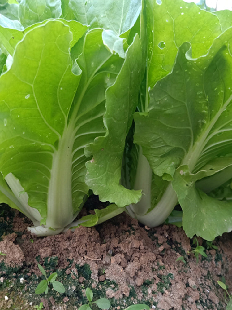 'Jinmei 516' Fast-growing Bok Choy