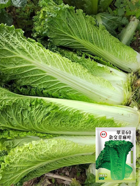 'Cuiqing 60' Qingmaye Chinese Cabbage
