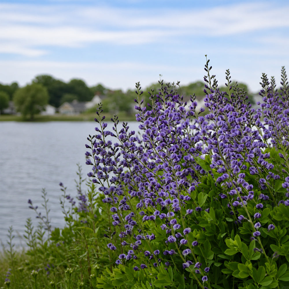 U2221 Blue False Indigo