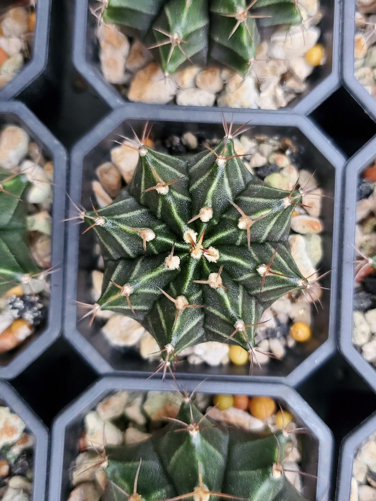 Gymnocalycium mihanovichii var. filadelfiense