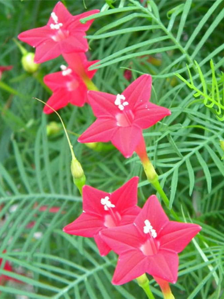 Hezhichun Cypress Vine