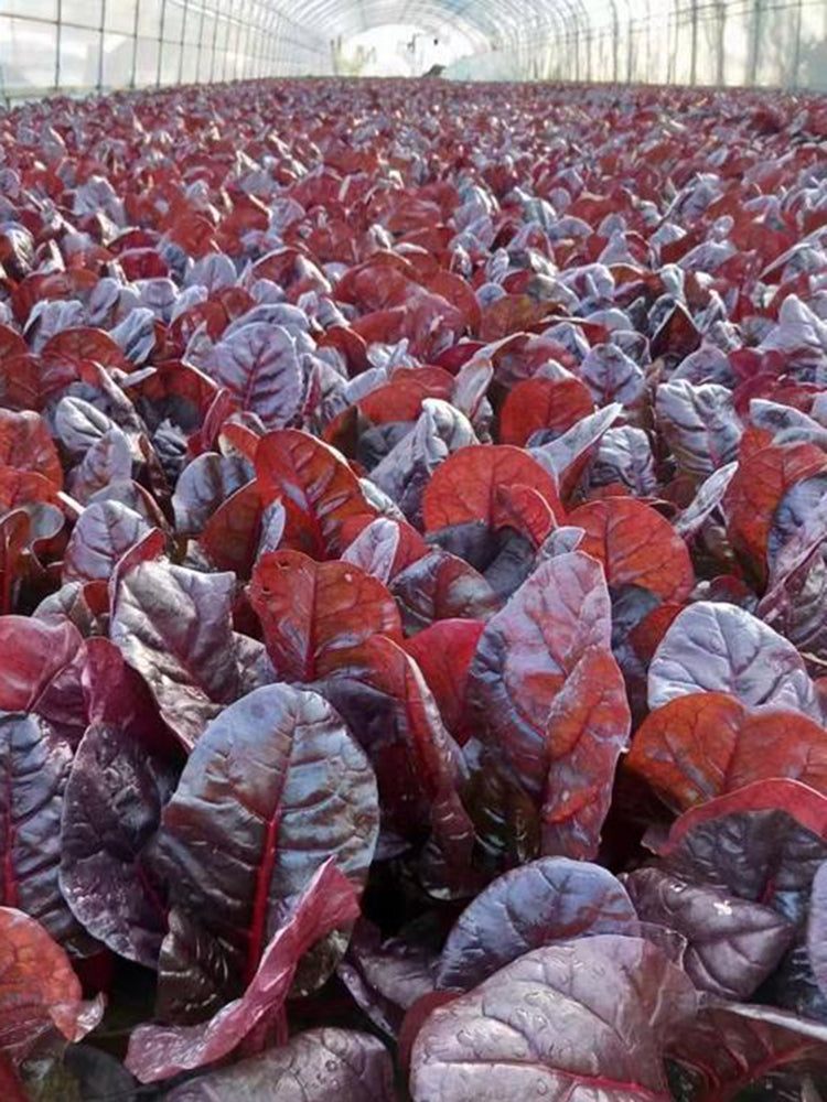 Purple Red Leaf Beet