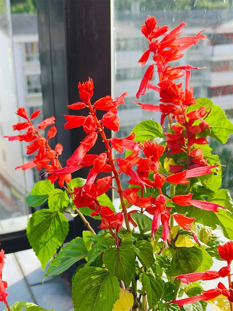 Hezhichun Scarlet Sage