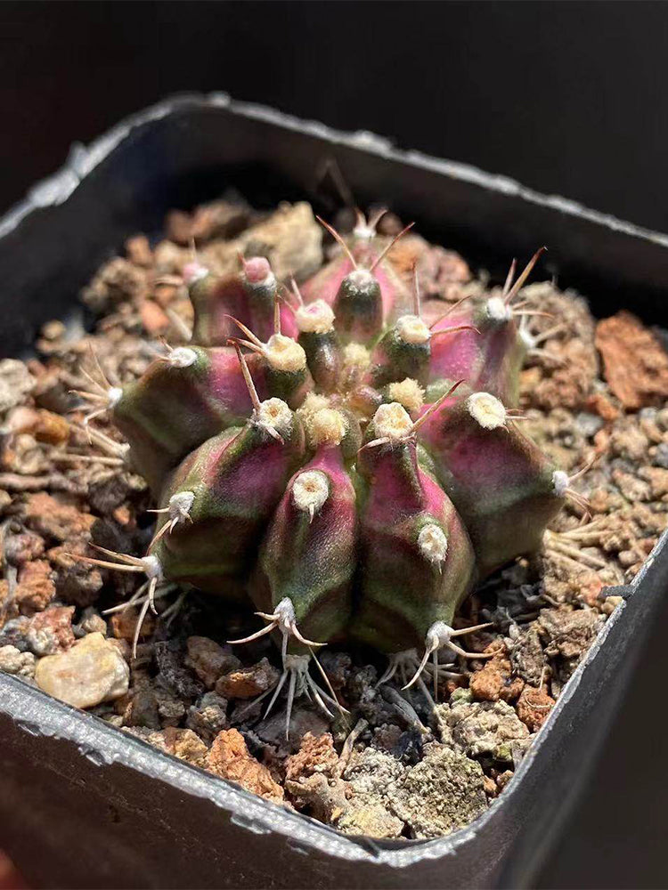 Gymnocalycium mihanovichii 'T-lux' Hybrid
