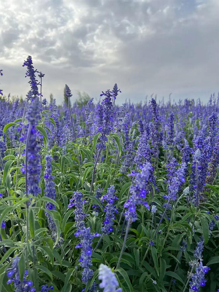 Blue Sage