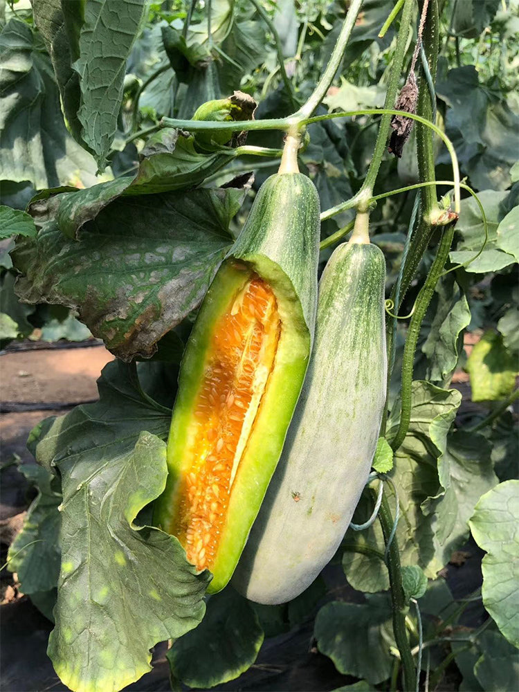 Jinyun Crisp-Sweet Melon