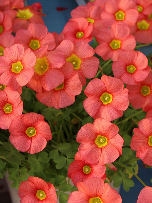 Oxalis obtusa Series Bulb - 'Ceres Salmon'