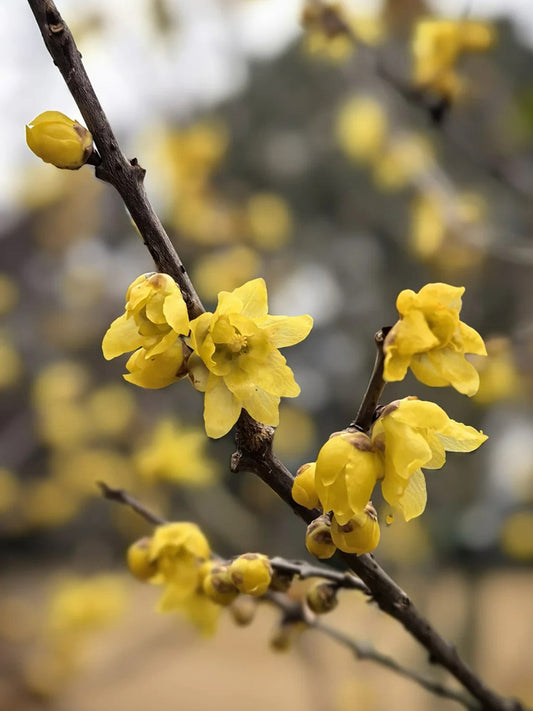 Large Flower Pure Yellow Wintersweet