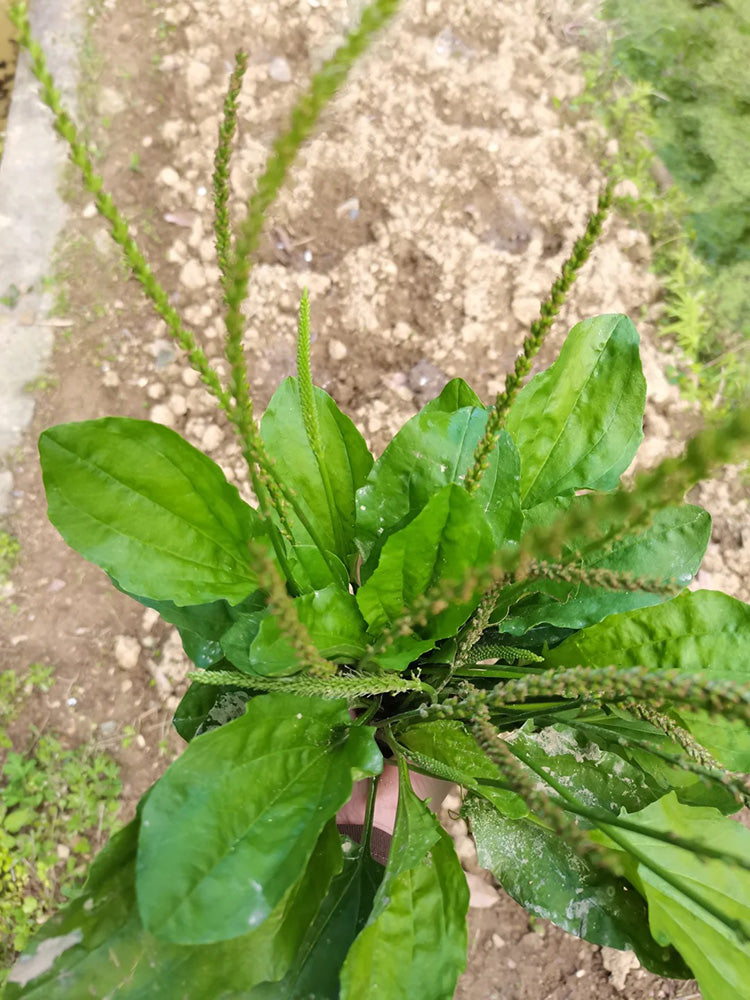 Common Plantain