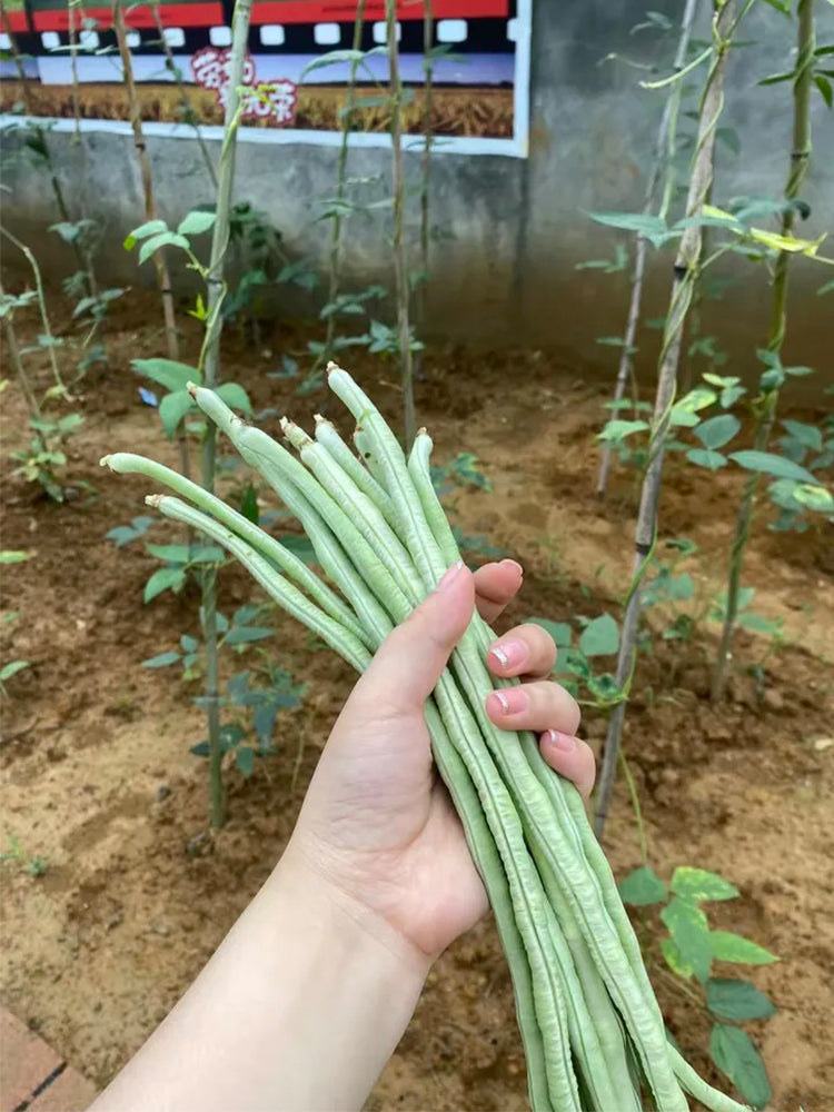 Jiemei No.6 Long Bean