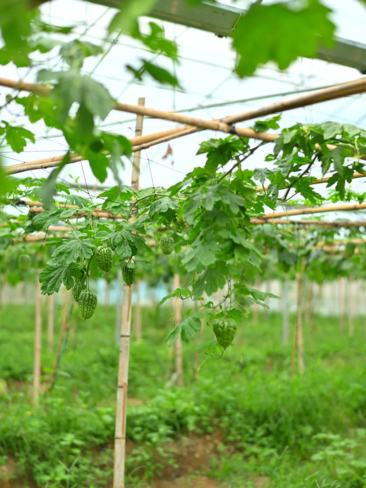 'Kainong Chunbao' Bitter Gourd