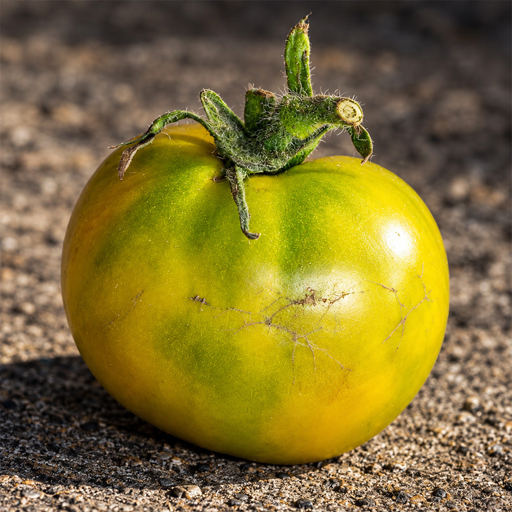 528 Green Martian Dwarf Tomato