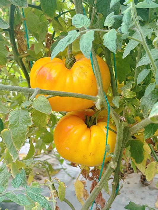 Golden Mango Tomato