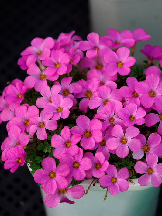 Oxalis obtusa Series Bulb - 'Phanton'