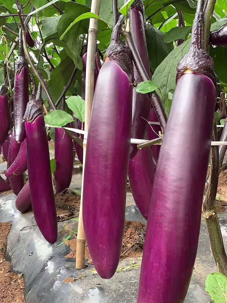 Chongqing Early No.1 Purple-Red Eggplant