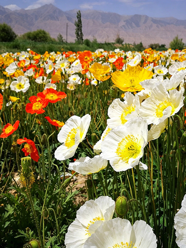 Iceland Poppy