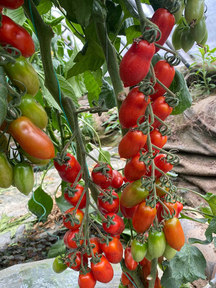 'Royal Pearl Peanut' Tomato