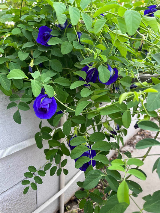 Butterfly pea (Clitoria ternatea 'Pleniflora')