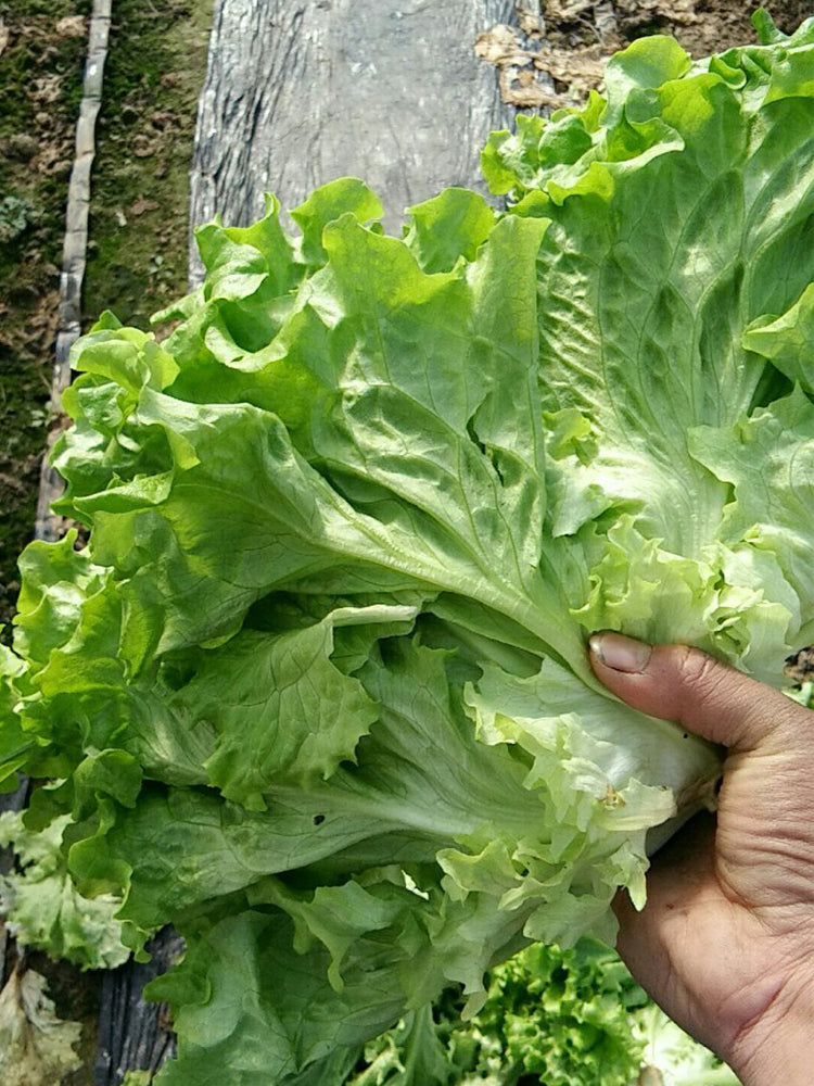 'Jiemei' Fast-Growing Loose-Leaf Lettuce