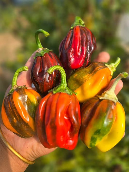 'Candy' Sweet Pepper