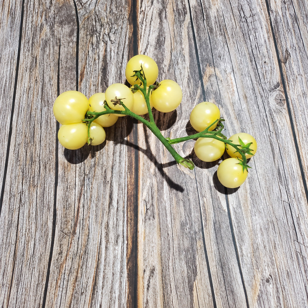 222 Dwarf Desert Star Cherry Tomato