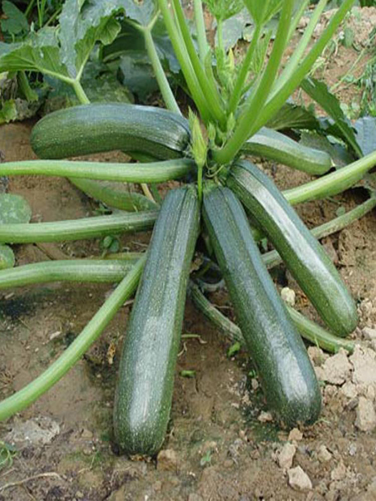 'Black Empress' Zucchini