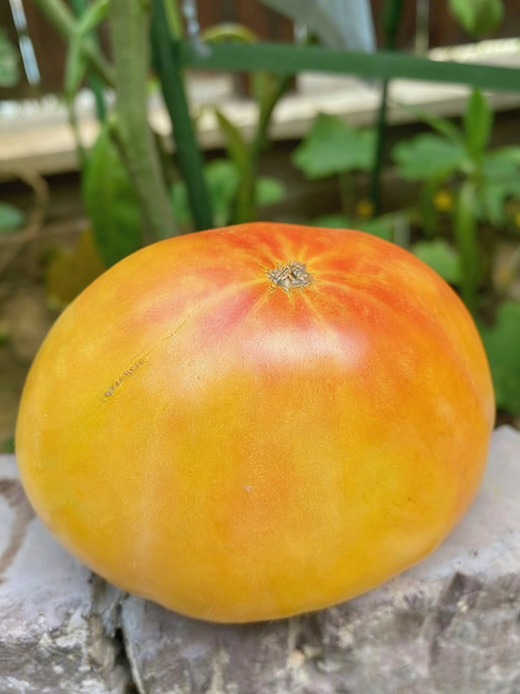 Cocktail Fruit Tomato