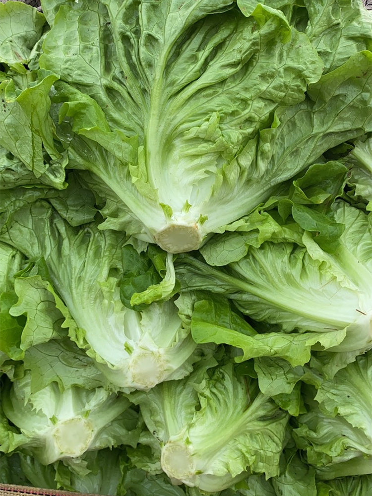 'Lvmei' Italian Lettuce