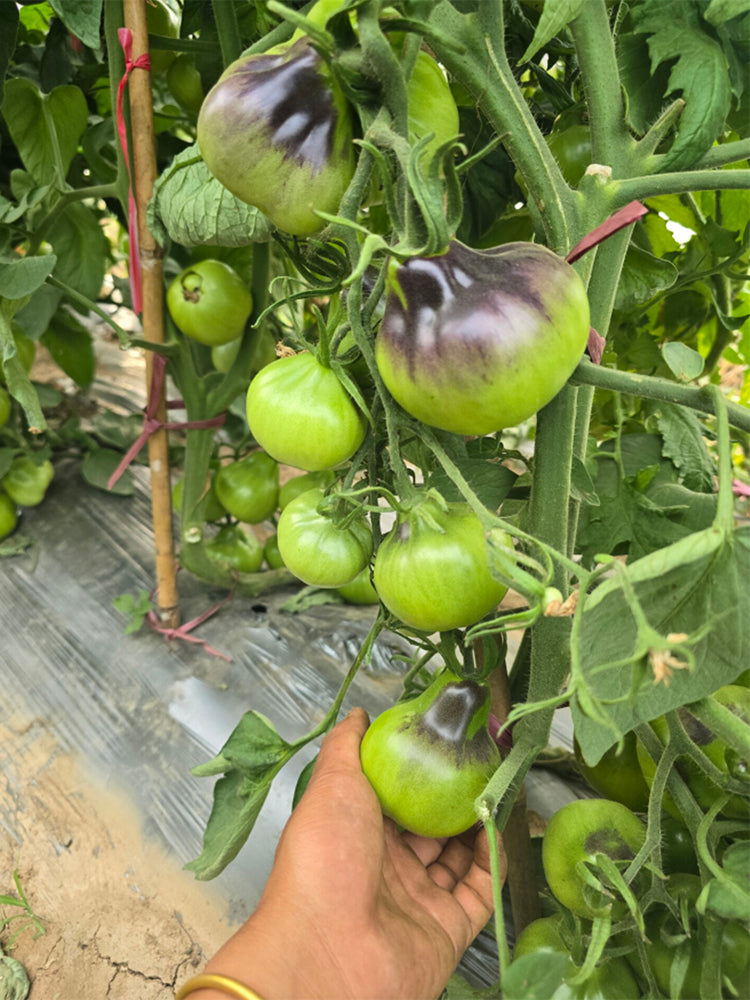 Flanders Contrast Tomato