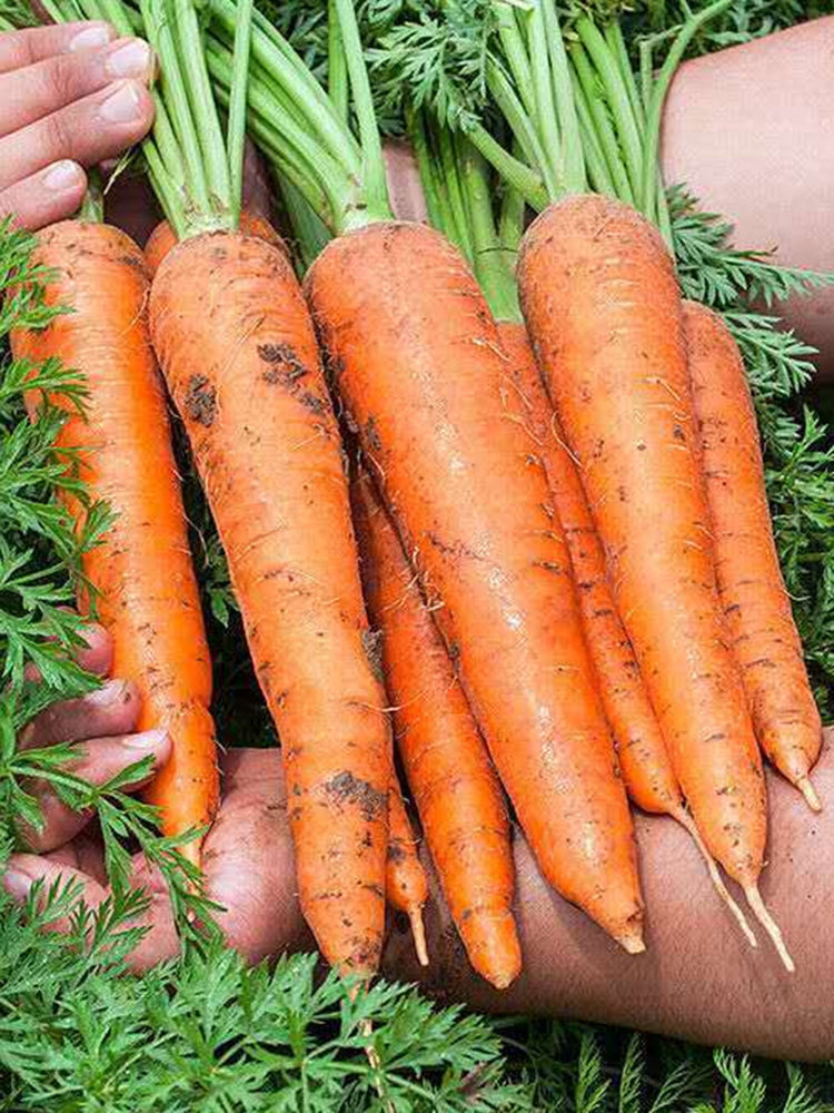 Traditional Five-Inch Carrot