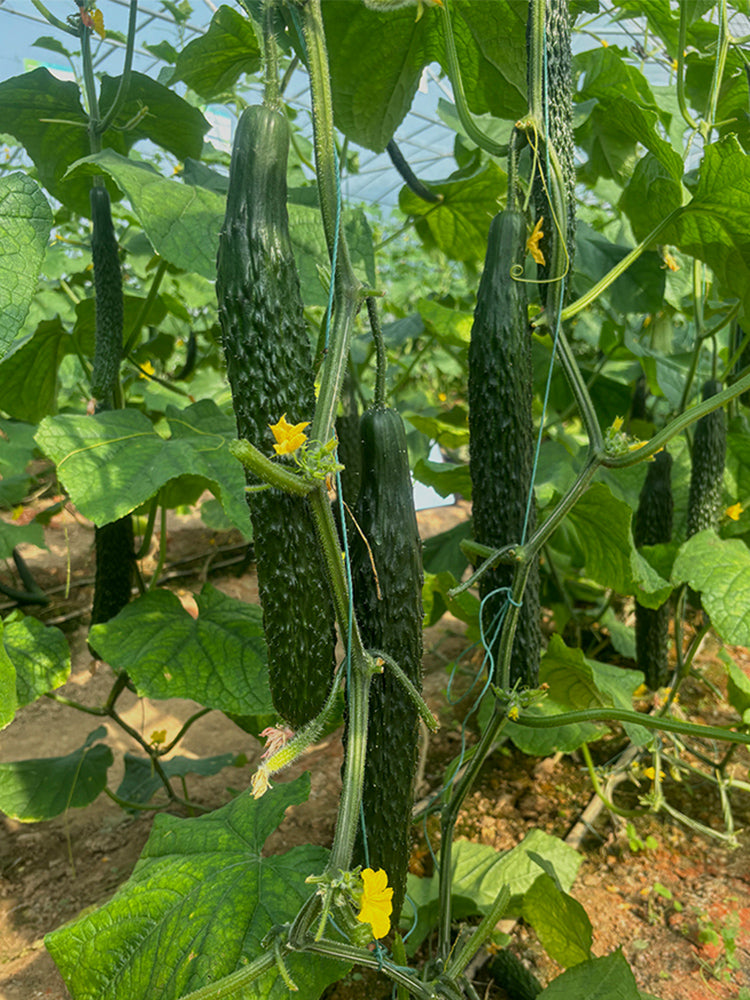 'Fuyang 35' F1 Cucumbers (Cucumis sativus)