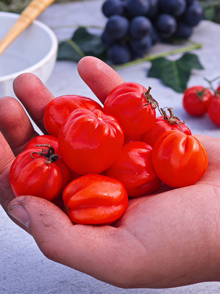 Accordion Cherry Tomato