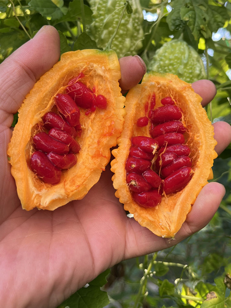Small Spiny Bitter Melon