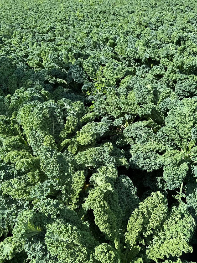 Firenze Kale
